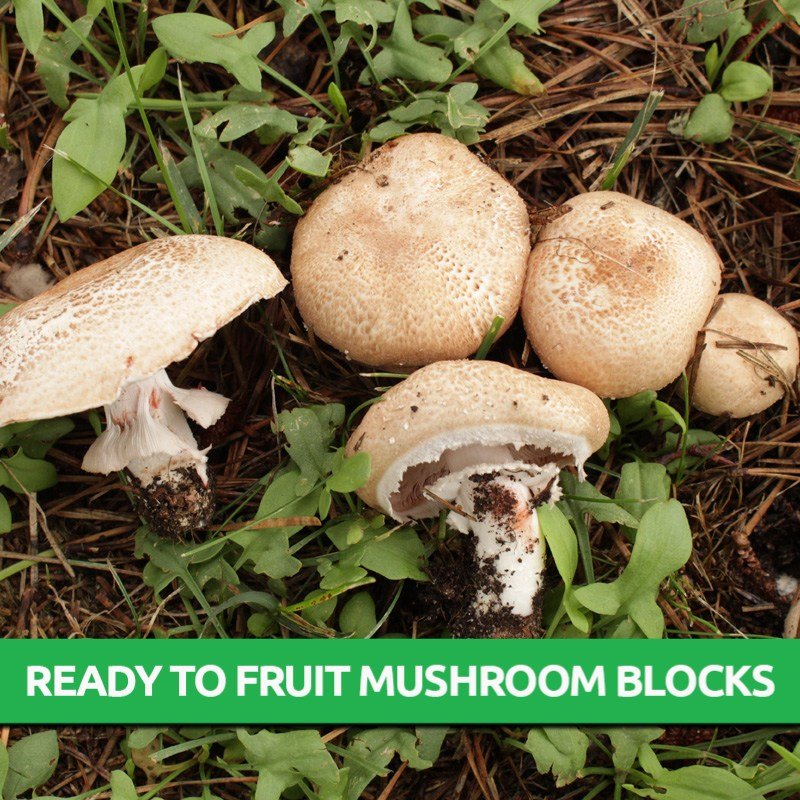 Almond Mushroom Ready To Fruit Only Mushroom Grow Kits