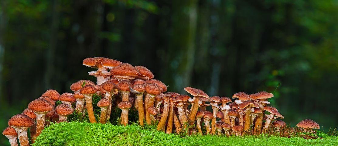 5 Types Of Gourmet Mushrooms Compress