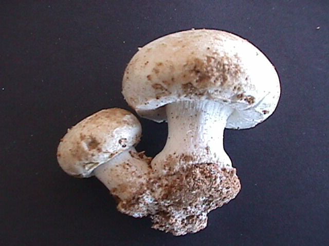 Button Mushroom (Agaricus bisporus)