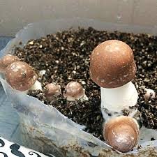 Almond Mushroom Fruiting Conditions