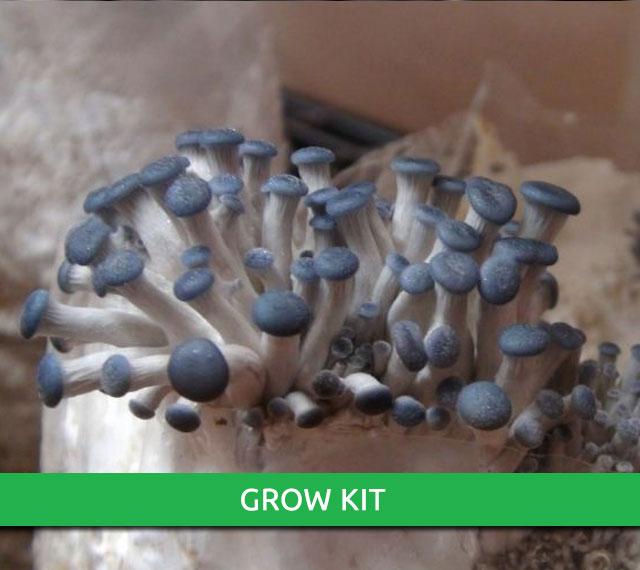 Blue Shimeji Grow Kit Aussie Mushroom Supplies