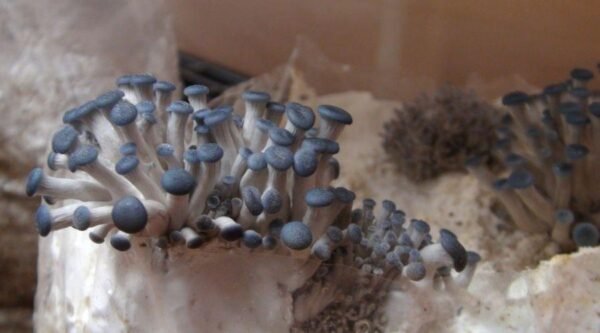 Blue Shimiji Pleurotus Ostreatus 2 Compress