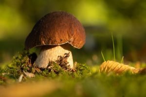 Boosting Mushroom Sales