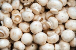 Button Mushroom Fruiting Conditions