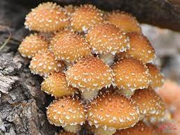 Chestnut Mushroom Pholiota Adiposa