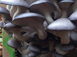 Grey Oyster Mushroom Fruiting Conditions