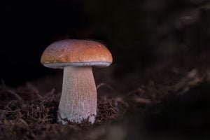 Growing Mushrooms In A Bucket