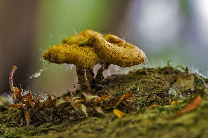 Home Mushroom Farm