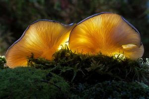 How To Grow Mushroom In House