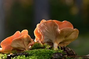 How To Grow Mushrooms In Your Garden