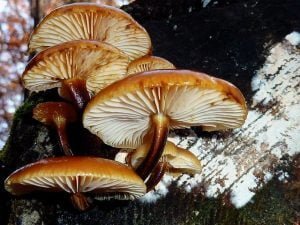 How To Grow An Oyster Mushroom Block