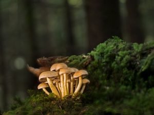 Inoculate Mushrooms On Wooden Logs