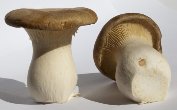King Oyster Mushrooms Pleurotus Eryngii Scaled