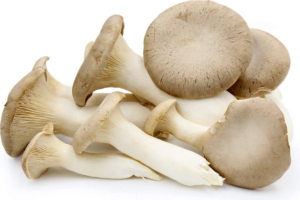 King Trumpet Mushroom (Pleurotus eryngii)