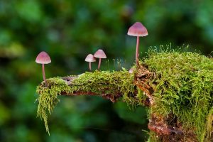 Make Your Own Mushrooms