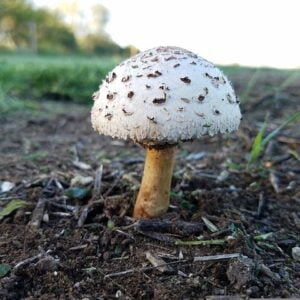 Making Mushroom Plugs