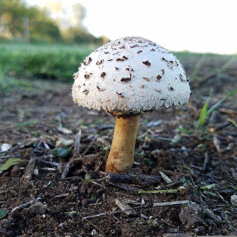 Mushroom Plugs