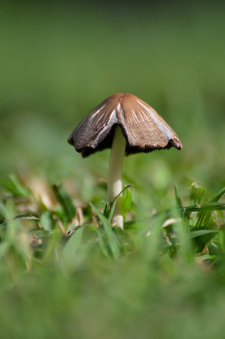 Making Mushroom Spawn