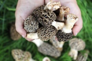 Morel (Morchella Angusticeps)