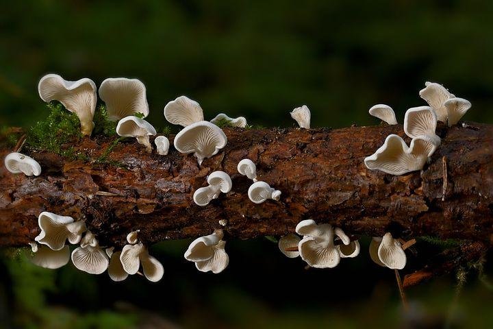 Mushroom Growing Kits Compress