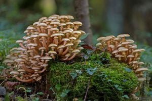 Mushroom Growing At Home Kits
