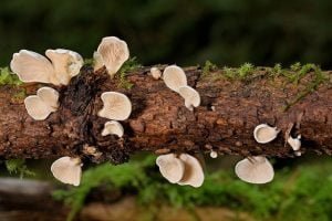 Mushroom Indoor Growing