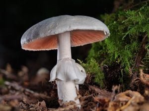 Mushroom Kits - Getting A Second Flush