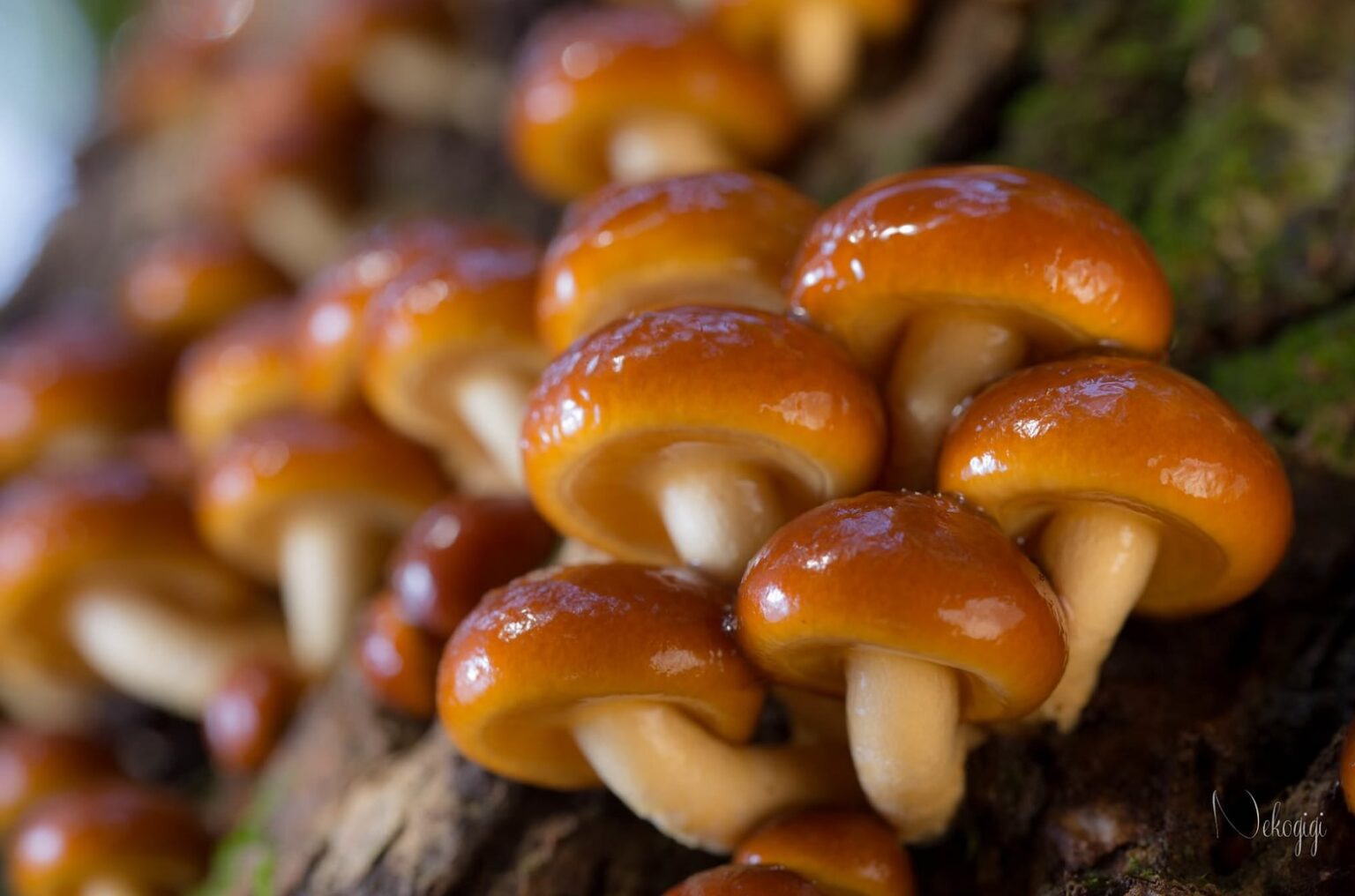 Mushroom Fruiting Conditions Mushroom Farming