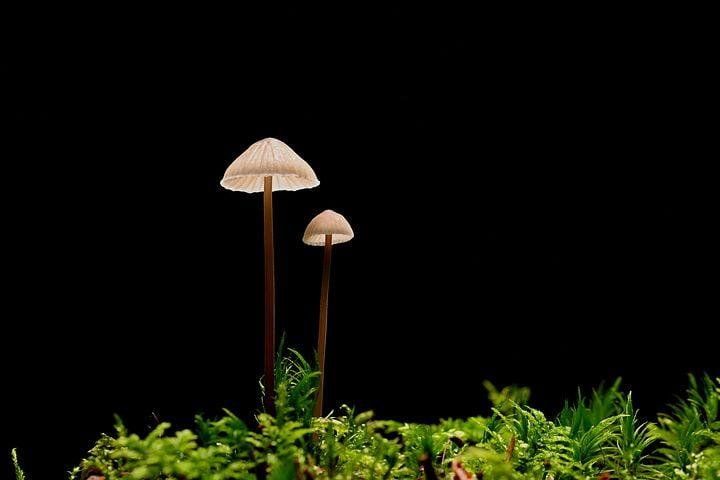 North Spore Mushroom Box Grow Kit Compress