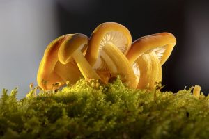 Oyster Mushroom Growing Conditions