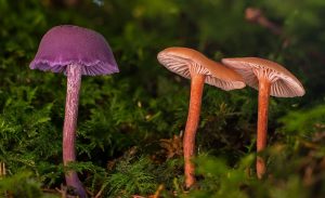 Oyster Mushroom Growing Temperature