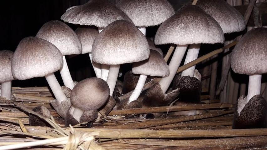 https://mushroomfarmsupplies.com.au/wp-content/uploads/2022/09/Paddy-Straw-Mushroom-Volvariella-Volvarilla-compress.jpg
