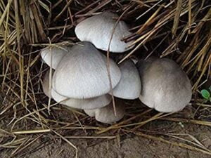 Paddy-Straw-Volvariella-Volvarilla