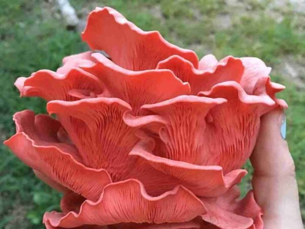 Pink Oyster Mushroom Pleurotus Djamor Compress