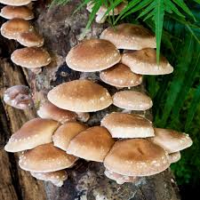 Shiitake 3782 Fruiting Conditions