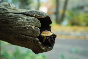 Shiitake Mushroom Kits Australia