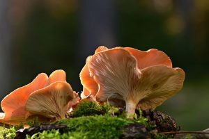 Substrates For Growing Pink Oyster Mushrooms