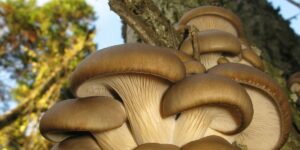 Tan Oyster Mushroom Fruiting Conditions