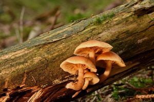 The Easiest Way To Grow Mushrooms