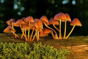 Types Of Gourmet Mushroom Grow Kits
