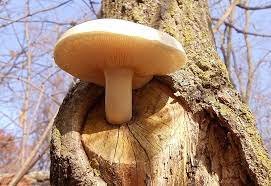 Ulmarius Oyster Mushroom Fruiting Conditions
