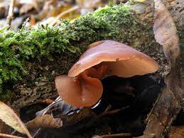 Wood Ear Fungus Fruiting Conditions