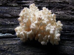 Coral Tooth Fruiting Conditions
