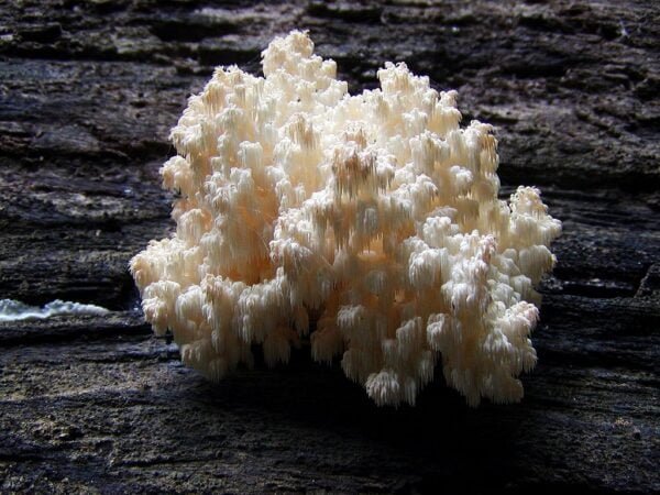 Australian Native Coral Tooth Hericium Coralloides Compress