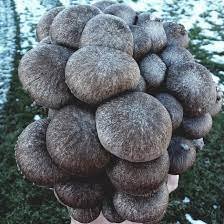 Black Pearl Mushroom Fruiting Conditions