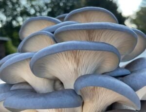 Blue Oyster Mushroom Fruiting Condition