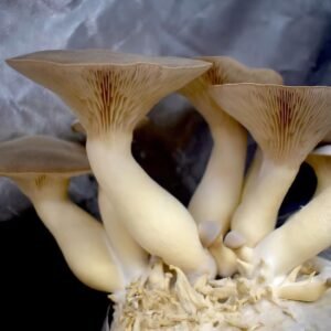 King Trumpet Mushroom Fruiting Conditions