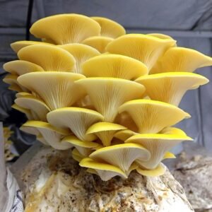 Yellow Oyster Fruiting Conditions