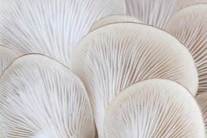 Almond Mushroom Spores