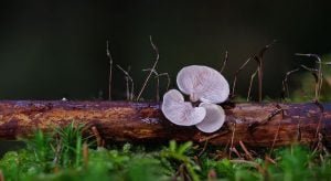 Chanterelle Mushroom Spawn